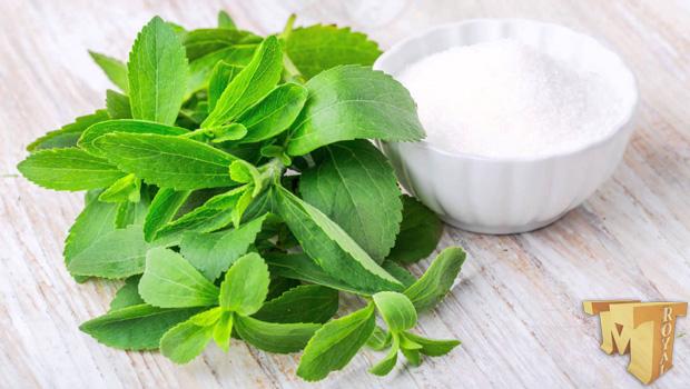 Stevia