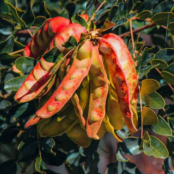 Tara gamı toptan satış