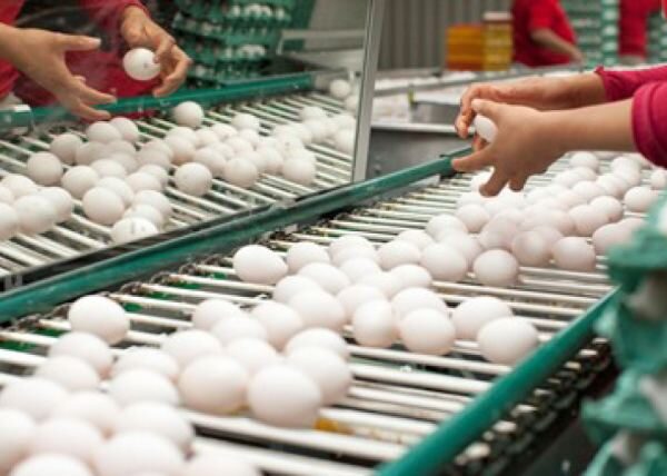 Gıda Sanayisine Uygun Yumurta Proteini – tedarikçi