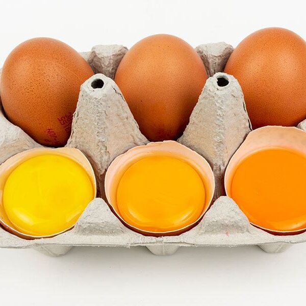 Renk Sabit Yumurta Sarısı – tedarikçi