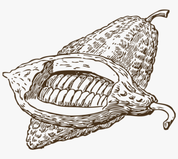 Toptan Kakao Likörü Tedariki