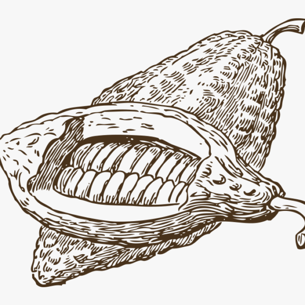 Toptan Kakao Likörü Tedariki